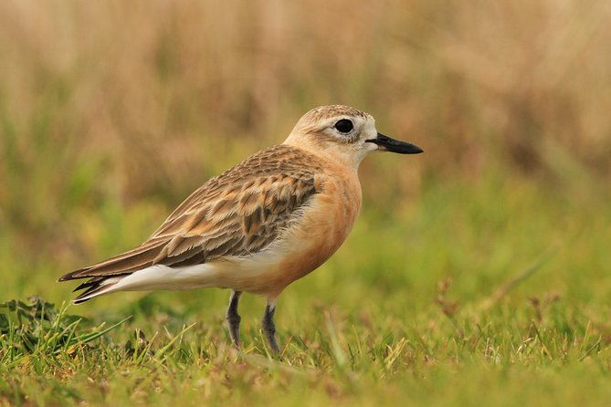 One Day Birding Adventure - Frequently Asked Questions