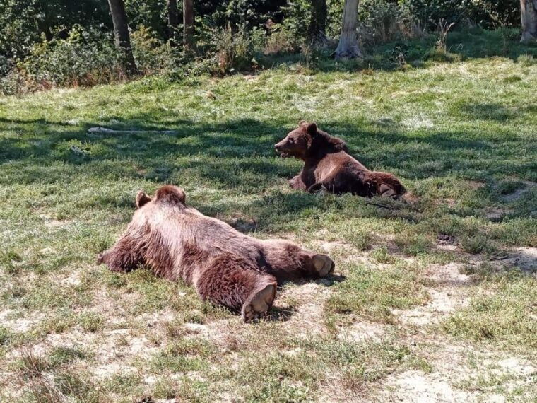 one-day-trip-bear-sanctuary-dracula-castle