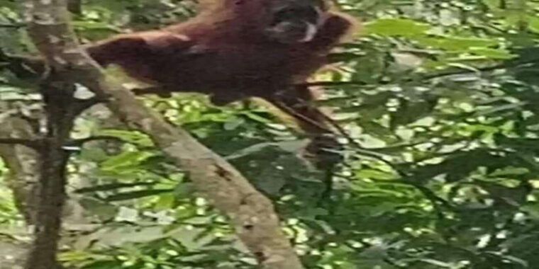 orangutan-tour-jungle-trekking-in-sumatra