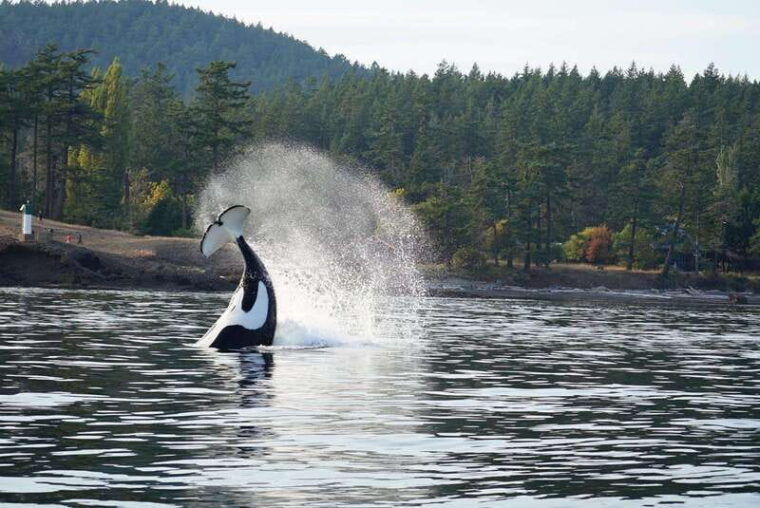 orcas-island-whale-and-orca-guided-speedboat-tour-2