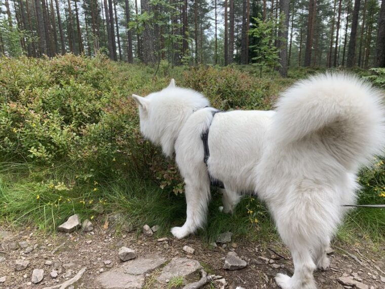 oslo-skjennungstoppen-wildlife-forest-hiking-tour