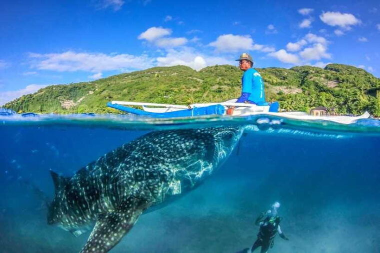 oslob-whale-sharks-tumalog-falls-monkey-sanctuary-tour