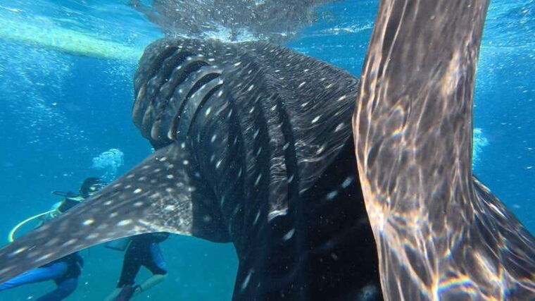 oslob-whaleshark-watching-kawasan-falls-canyoneering