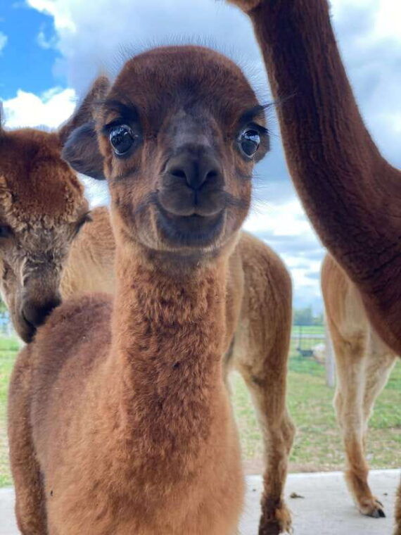 oxford-county-on-alpaca-farm-walk-learning-experience