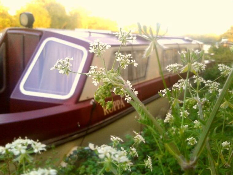 oxford-river-cruise-and-walking-tour-to-iffley-village