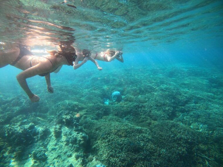 ozzy-snorkeling-3-islands-visit-baby-turtles