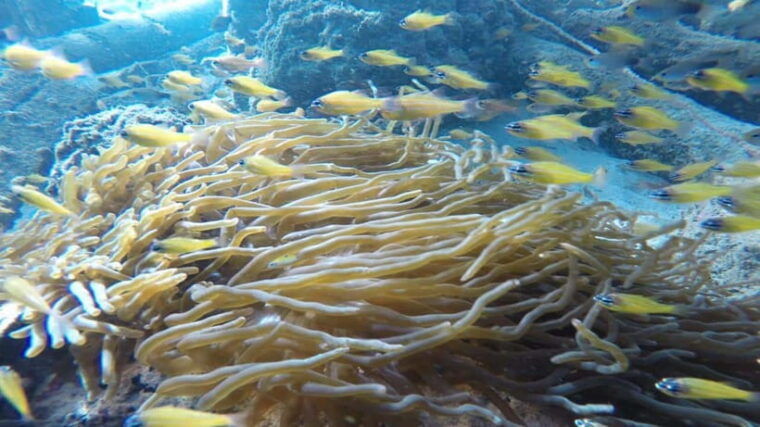 padang-west-sumatra-hoping-island-fullday-tour