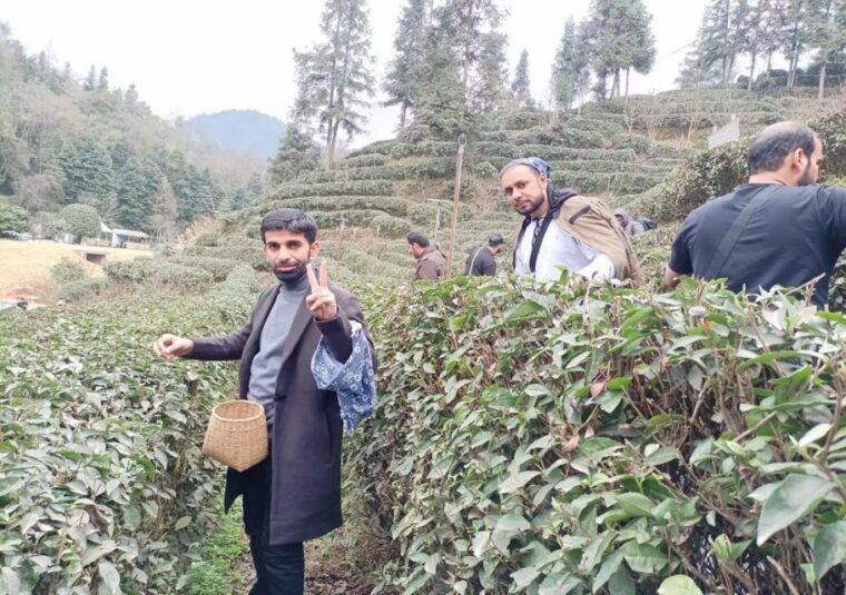 panda-and-green-tea-making-tour