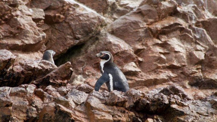 paracas-ballestas-islands-boat-ride-tour