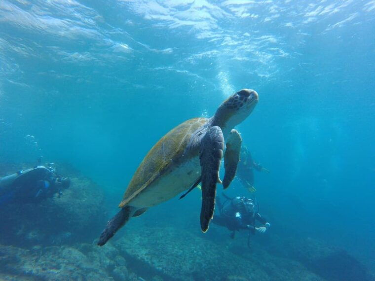 paracas-diving-dive-into-the-sea