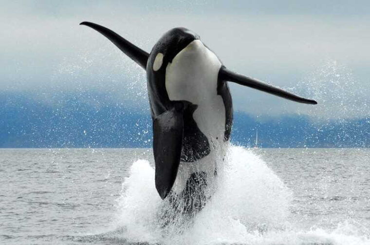 parksville-half-day-whale-and-wildlife-adventure