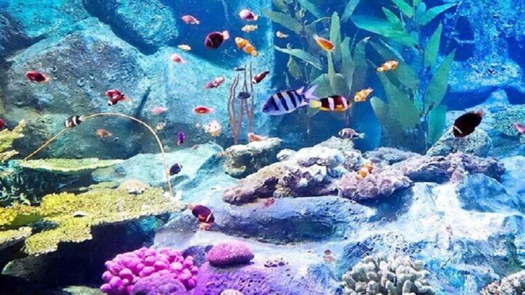 pattaya-underwater-world-pattaya-aquarium-admission-ticket