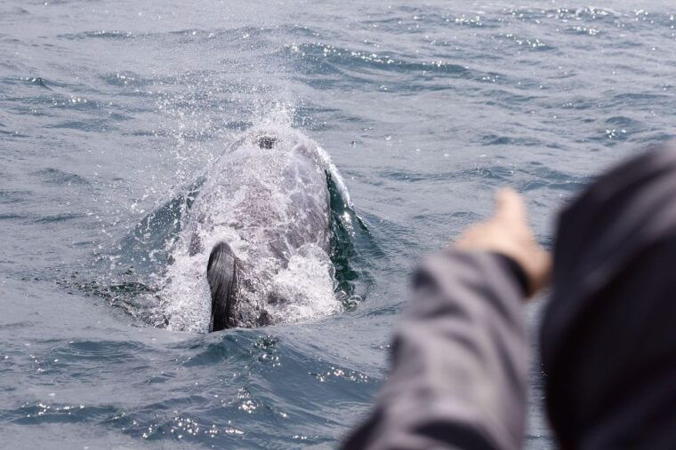 penzance-lands-end-boat-tour-with-wildlife-guides