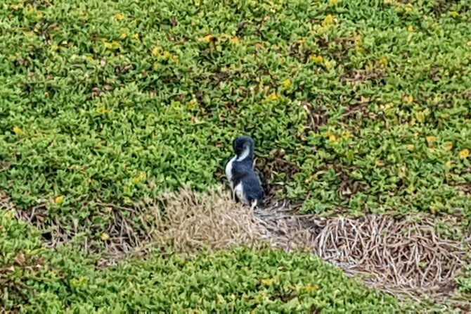 Phillip Island Private Experience - What Reviewers Love Most