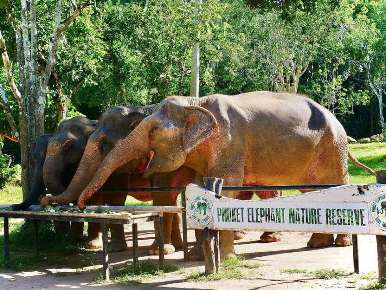 phuket-elephant-nature-reserve-entry-ticket-and-guided-tour