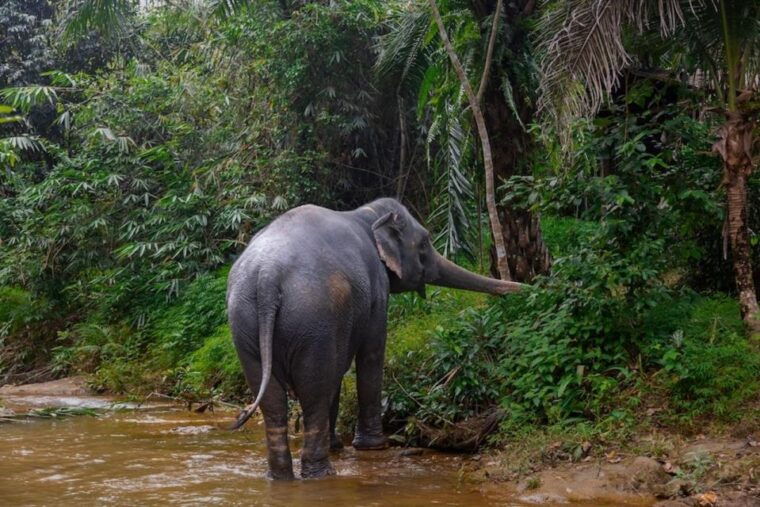 phuket-elephant-sanctuary-tour-cooking-class-lunch
