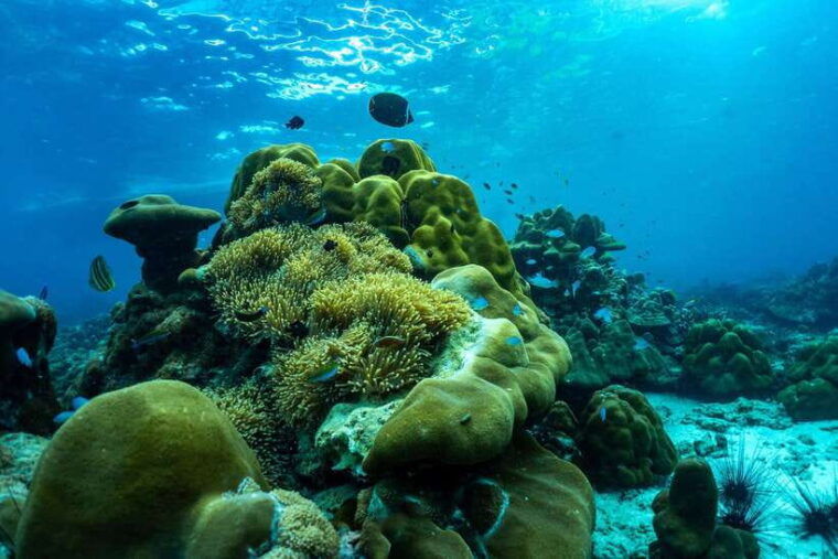 phuket-khao-lak-snorkeling-trip-to-phi-phi-bamboo-islands