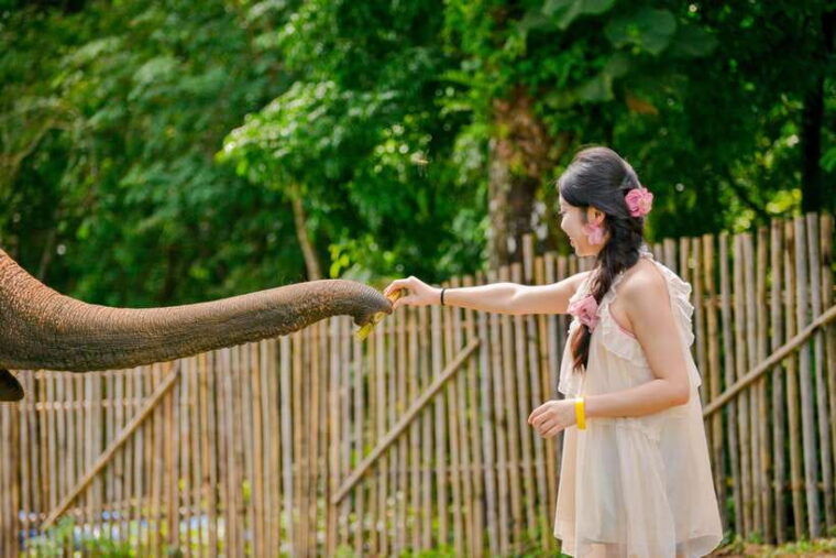 phuket-meet-feed-relax-with-elephant