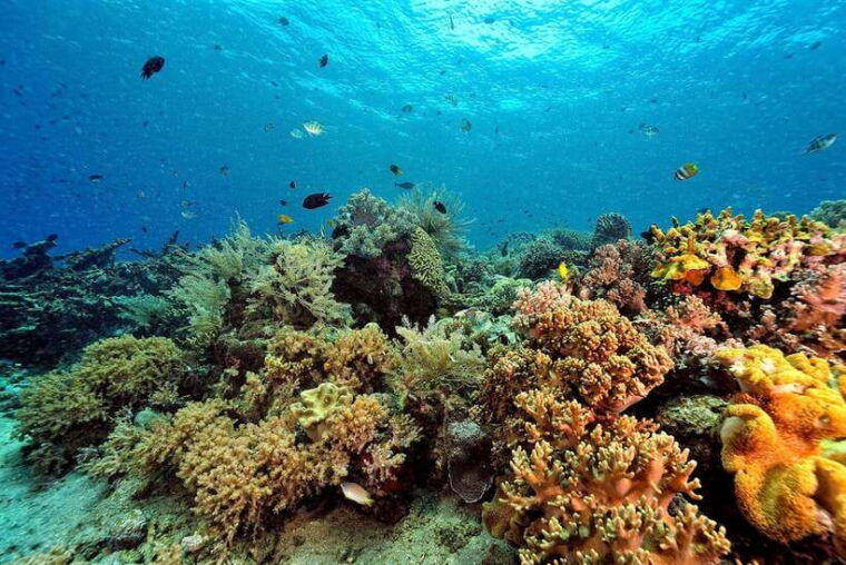 phuket-similan-island-day-trip-by-speed-boat-catamaran