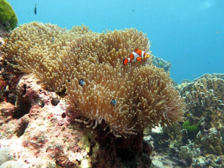 phuket-similan-island-full-day-trip-by-speedboat-with-meals