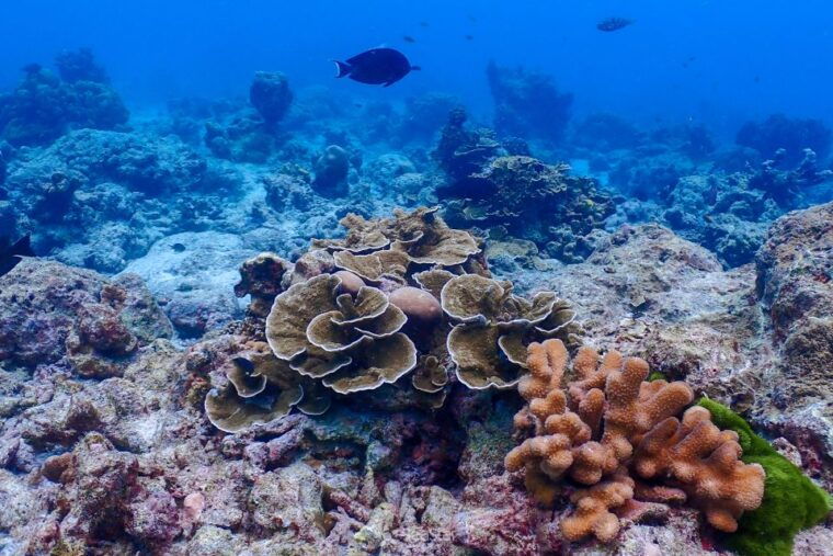 phuket-similan-island-snorkeling-adventure-full-day-tour