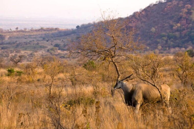 pilanesberg-game-reserve-safari-with-pickup-in-johannesburg