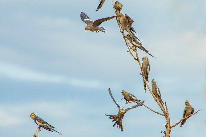 Pilbara Bird Tours - FAQ