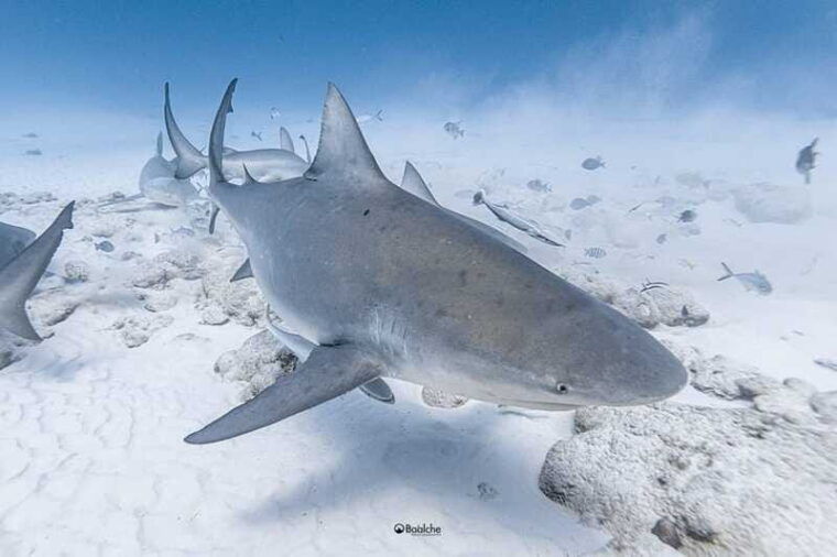 playa-del-carmen-diving-with-bull-sharks