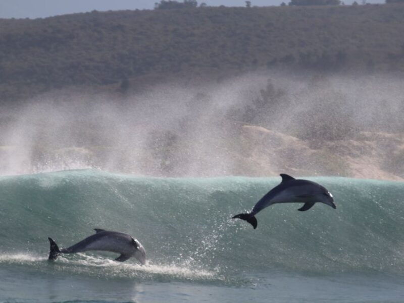 plettenberg-bay-dolphin-and-marine-boat-tour