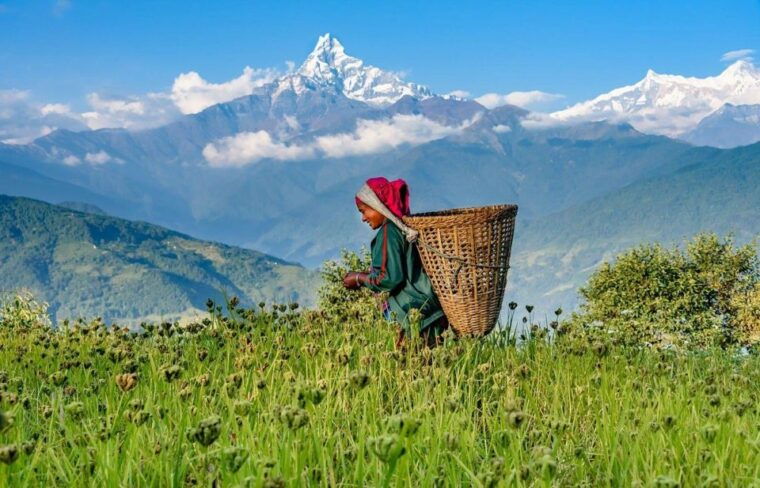 pokhara-australian-camp-dhampus-village-group-join-hike