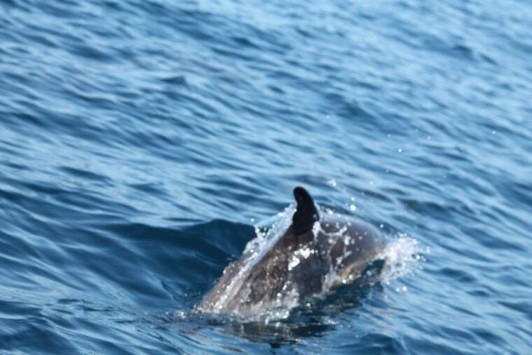 portimao-2-hour-dolphin-watching-boat-tour