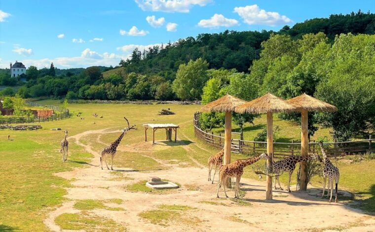prague-prague-zoo-audio-guide-with-e-ticket