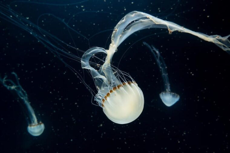 prague-the-world-of-jellyfish-entry-ticket-w-drink
