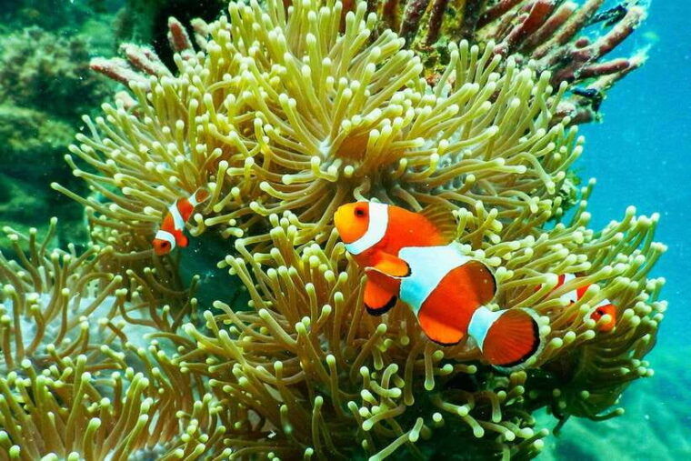 private-group-snorkeling-3-gili-islands-from-gili-trawangan