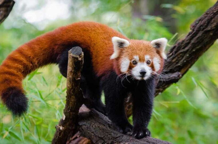 private-half-day-tour-to-chengdu-panda-breeding-center