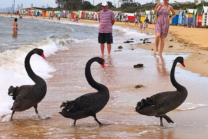 [PRIVATE TOUR] Melbourne City And Bayside Beach Tour - FAQ