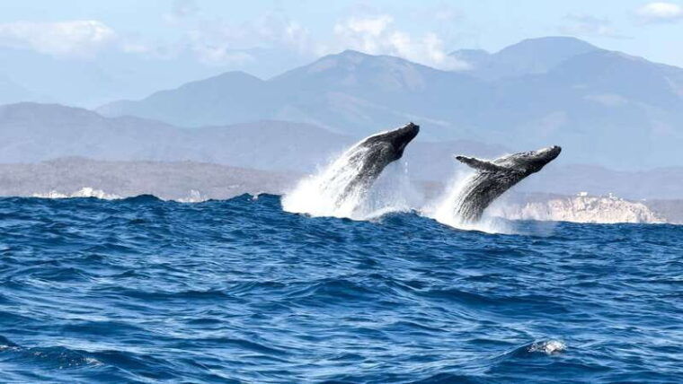 puerto-escondido-boat-tour-among-dolphins-and-turtles