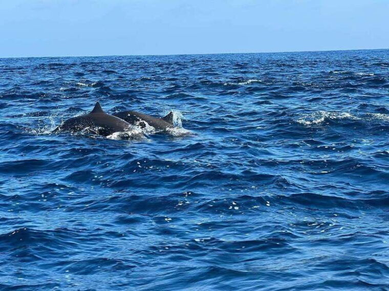 puerto-escondido-boat-tour-to-see-dolphins-and-marine-life