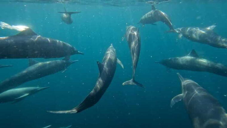 puerto-escondido-the-best-dolphin-watching-adventure