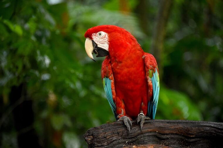 puerto-iguazu-iguaza-falls-brazilian-side-bird-park-tour