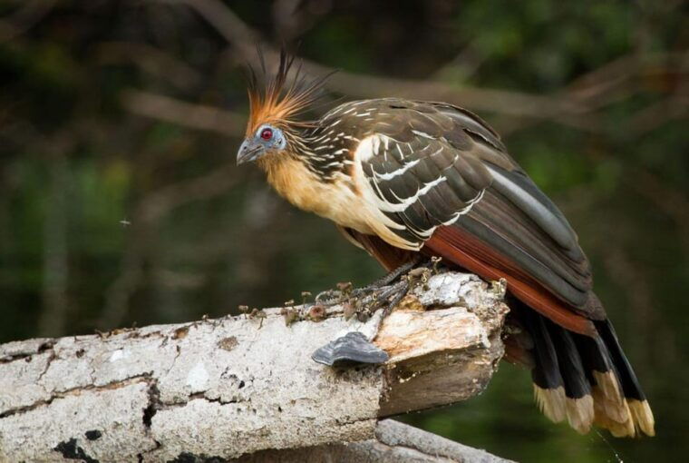 puerto-maldonado-4-day-amazon-rainforest-adventure