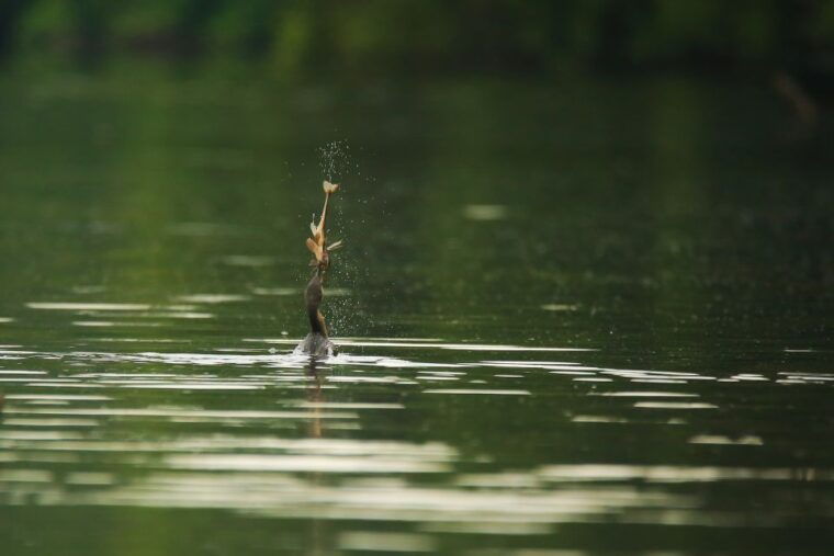 puerto-maldonado-4-day-tambopata-national-reserve-tour