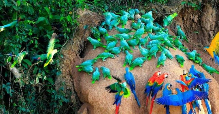 puerto-maldonado-parrot-and-macaw-clay-lick-excursion
