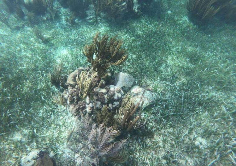 puerto-morelos-snorkel-tour-in-reef-with-transportation