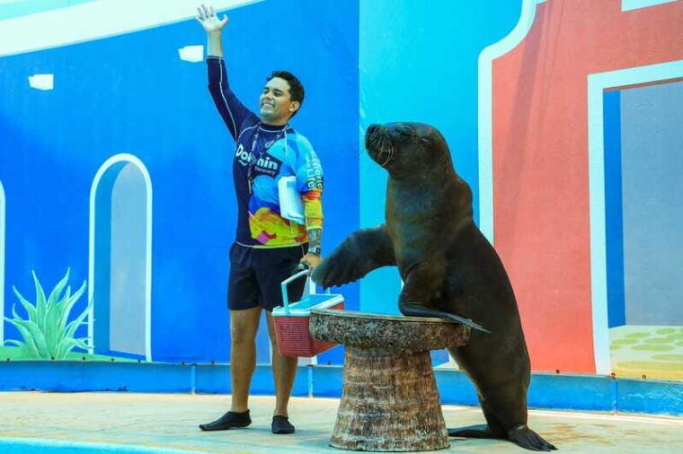 puerto-vallarta-sea-lion-discovery