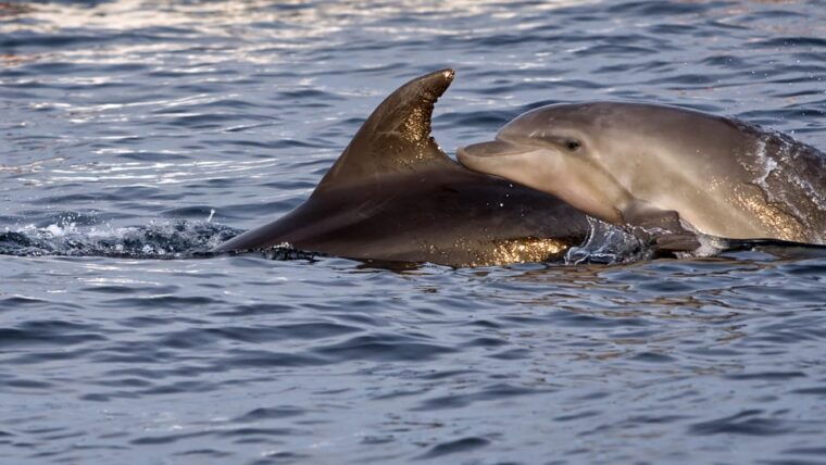 pula-dolphin-watching-boat-trip