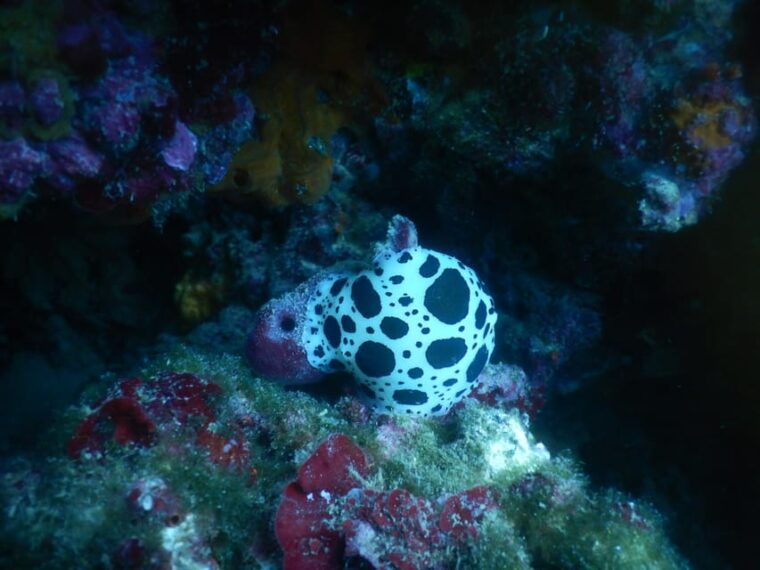 pula-introduction-to-scuba-diving-for-kids-age-8-10