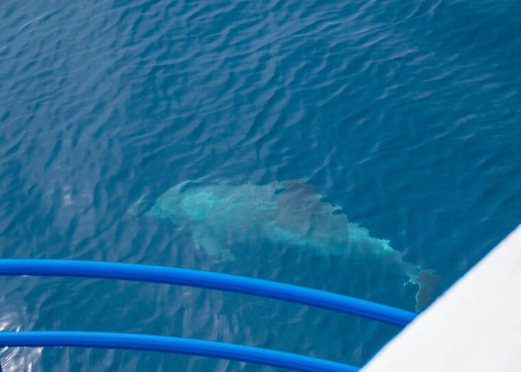 pula-private-dolphins-sunset-tour-with-dinner-drinks
