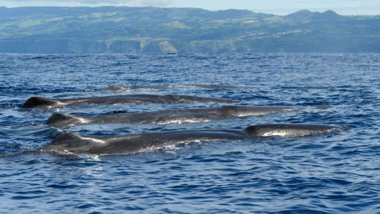 rabo-de-peixe-sperm-whale-sanctuary-expedition