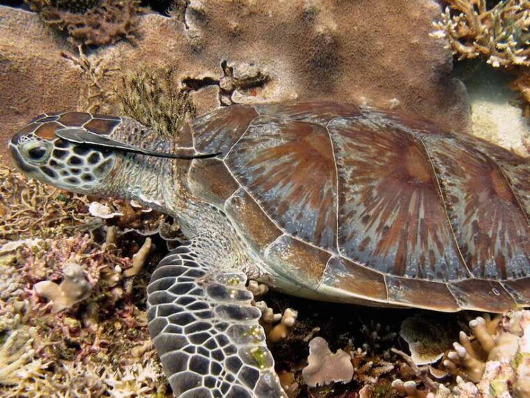 raid-open-water-20-diver-course-3-days-kota-kinabalu